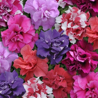 Picture of Petunia - Multiflora Double - Duo Series Blended Mixed F1